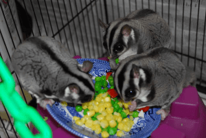 Adding an Intact Male to a Neutered Male / Female Pair, Dear Arnold, Can Solar Flares Affect Sugar Glider Behavior?