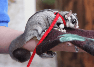 Dear Arnold; Why do Sugar Gliders bite?