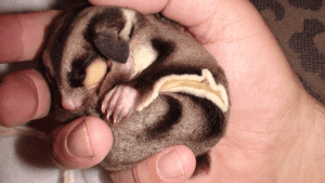Myth Busters: Do gliders need horizontal bars in their cage?  What about shelves?;  Cannibalization