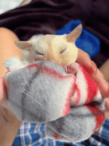 Finding A Companion Sugar Glider, Dear Arnold, Prevention is the Best Medicine