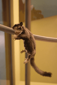 How Far can Sugar Gliders Fall Safely, Does Breeding Make Gliders Mean, Pets During Renovation