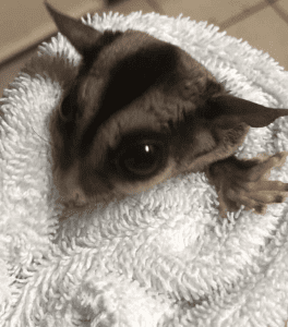 Gliders Outdoors, Believe It or Not?, Behavioral Disorders