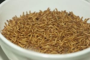 How To Raise Your Own Mealworms