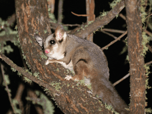 Introductions aren’t working, can I try something else?; How long can sugar gliders breed?; Rapid fire answers for Glider Newbies!