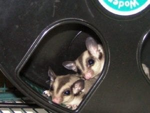 Breeding Glider Trios Part 2, Dear Arnold, Dealing with Picky Eaters