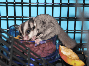 The Glider Community Responds:  Will A Glider Die If Left Alone?  How Can You Tell If Your Glider Is Happy?  Why Do Gliders Bark?