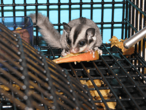 Do Gliders Accept New Companions?, Dear Arnold, Can I Feed My Gliders Bugs from the Outdoors?