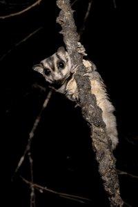 Sugar Gliders with Incense, Candles, Colognes & Scented Soaps; New Toys for Solid Roof Cages; Staying on Top of Product Safety