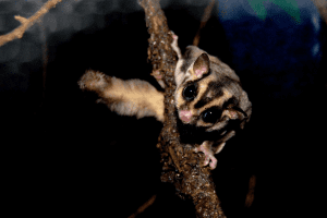 Should cages be covered?; Are sugar gliders messy?; Do gliders Make Noise?; Rare Colored Gliders Available