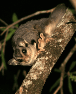 Emergency Vet Fund, Gliders as Gifts, Breeding Gliders # 2