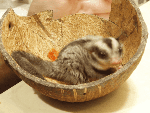 Are Pedigrees Important?, Dear Arnold,  Is my Lifestyle Suitable for Owning Sugar Gliders?