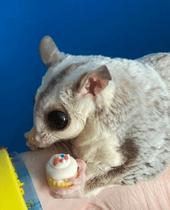 Dear Arnold, Our Experience with Sugar Glider Self Mutilation