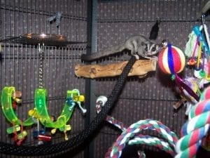 Climate Control, Baby Rescue, Glider Food, Proper Cages