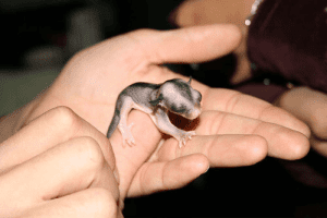 An Unusual Looking Sugar Glider, Foraging: A Natural Instinct, "Pet Wanted" Ad Scams