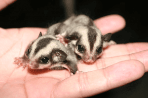 Sugar Gliders Versus Flying Squirrels, In Search of a Double Wide, Disposable Toys
