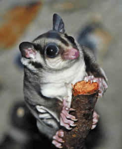 Special Report: Sugar Glider Laws
