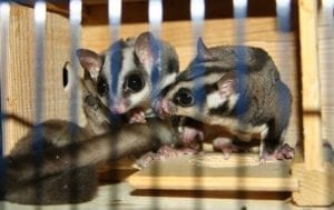 Dear Arnold, Vets Speak Out (or Not?) on Pellet Food