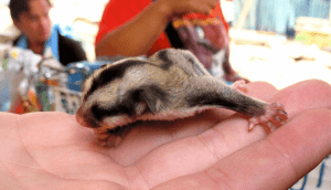 Playing with your Sugar Gliders
