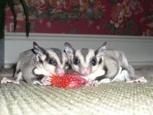 Diabetics Smell Like Fruit, A Tale of Two Sugar Glider Colors