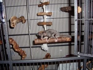 Gut Loading, Glider "Love Bites", Transferable Diseases