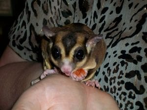 Sugar Glider Rescues II, Dear Arnold, Unproven Diet Plans