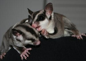 How Do We Train Our Humans?; Keeping Sugar Gliders Warm; Tasting Bites; Coconut Oil