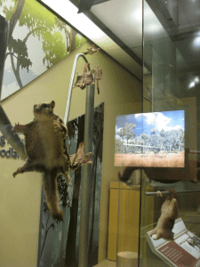 Skunk Smell; Pet Fashion Week; Sugar Gliders as Classroom pets; Evacuation Checklist