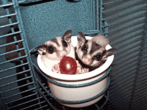 Giardia in Sugar Gliders