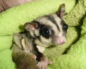 Cleaning & Hygiene, Aflatoxin Worries, Should I Leave Food for my Gliders Out During the Day?