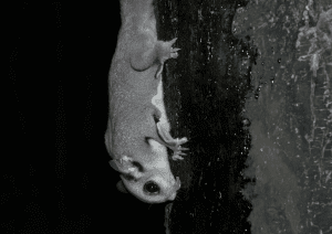Dear Lisa / Arnold; More Single Gliders are Getting a Pal; Can Anyone Become an “Animal Whisperer”?