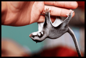 Caught in Glue Trap Follow-up,  The Worst In Home Hazards to Sugar Gliders, Cataracts