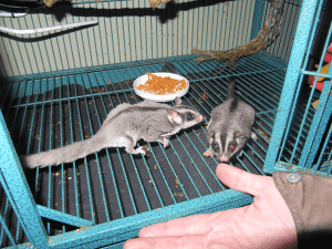 Caught in Glue Trap,  Shivering, Solid Roof Cages, Exotic Vs. Wild