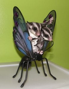 Fun Animal Videos; A Newbie’s Take on Bonding; A Glider Afraid of the Dark?