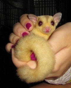 Top Ten Bad Sugar Glider Products; Plants in the Glider Habitat; Stranger Visitors and Cannibalization