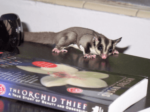 Plants in Glider Habitat, Dear Arnold, Toxoplasmosis