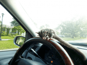 Introducing New Sugar Gliders, Glider Bites You Should Like