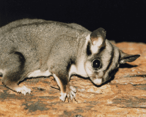 Glider Myth Busters: Things Some Sugar Glider Sellers Say that We Disagree With