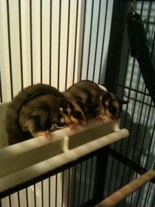 Sugar Glider Color Variations - Part II,  Dear Arnold, Revisiting Diet