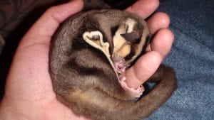 Sugar Glider Nectar (Glideraide), Dear Arnold, Electrolytes