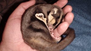 Bug Problems Around Sugar Glider Cages, Dear Arnold, Sugar Gliders and Christmas Trees