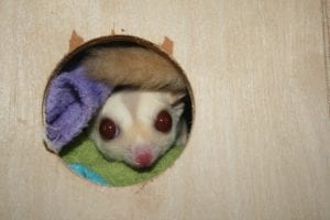 Gliders and Kids?, Bonding Gliders #4, Breeding Gliders #4
