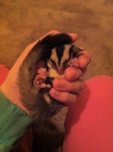 White Face Gliders, Dear Arnold,  SunCoast Sugar Gliders Weekly Menu
