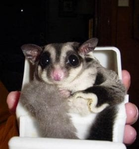 Possum Blend Milk Replacer; Are the canned bugs alive?; What's the difference between exotic animals and regular animals?; Giving Pets as Holiday Gifts