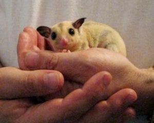 The Gliders That Own Me; Nutritional Values of Bugs; Can Gliders Get Rabies?