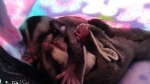 Defining Sugar Glider Aggression, Teenage Fuzzbutts, Feeding Cat Food, USDA License Hobby Rule