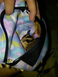 Becoming a Sugar Glider Breeder Part III, Finding The Best Sugar Glider Products, Putting Sugar Gliders on a Diet Part II
