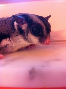Follow-up; How Many Toys Should Gliders Have?; Magic Bullet for Picky Eaters