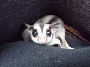 Using Red Lights with Sugar Gliders, Sugar Cane, Setting Up a Joey Cage, How Do I Get My Glider to Fly?