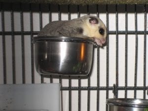Little Red Bumps; Feeding Gliders Onion and Garlic; Are all Mealworms Alike?
