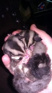 Special Edition: Sugar Glider Diets Revisited